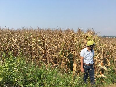 Bắp to nhưng không hạt, nỗi khổ của nông dân Kon Tum