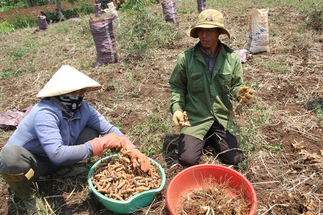 Bà con Đắk Lắk “vàng mắt” với nghệ