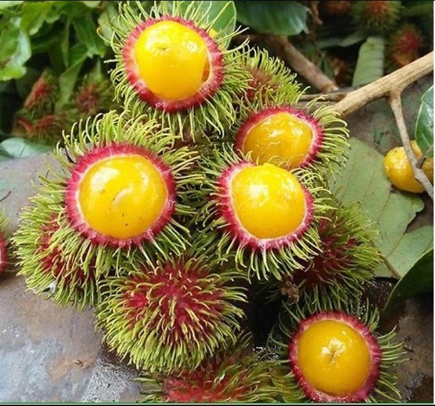 Trái cây rừng hút khách mùa nóng