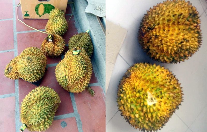 “Đội nắng” giải cứu sầu riêng ế, nhận trái… đắng