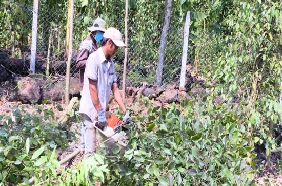Thương lái Trung Quốc thu mua mọi loại rễ tiêu, kể cả rễ cây bệnh để làm… thuốc