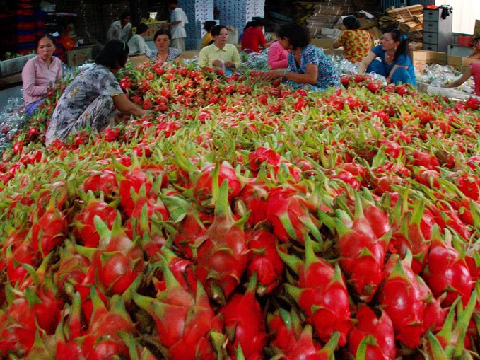 Thị trường xuất khẩu nông sản Việt bị chi phối mạnh bởi Trung Quốc