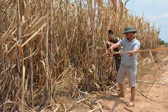 Đắng lòng mía chết khô ngoài ruộng, nhà máy không thu mua