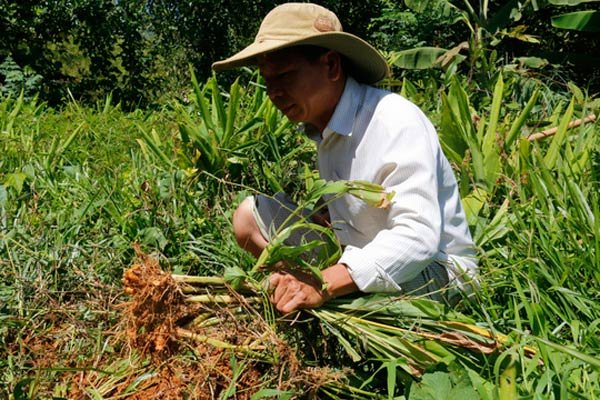 Đến thời nghệ cần “giải cứu”