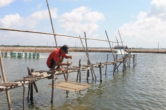 Nhiệt độ và tiêu thụ thức ăn ở tôm chân trắng là bao nhiêu ?