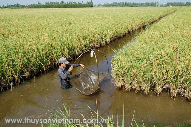 Huyện Thới Bình, Cà Mau sẵn sàng cho một vụ tôm mới