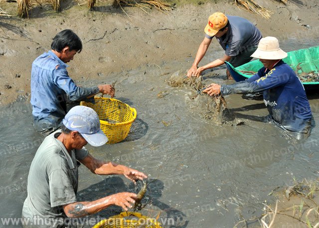 Cà Mau – Tỉnh phát huy được thế mạnh nuôi tôm sinh thái