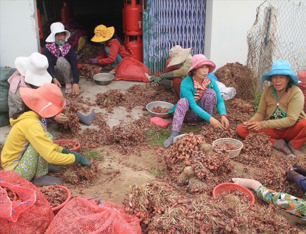 Nông dân Ninh Thuận trong cơn bĩ cực khi hành tím rớt giá