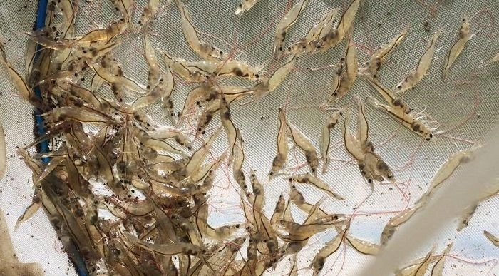 Hướng dẫn kỹ thuật nuôi tôm thẻ chân trắng bằng công nghệ cao