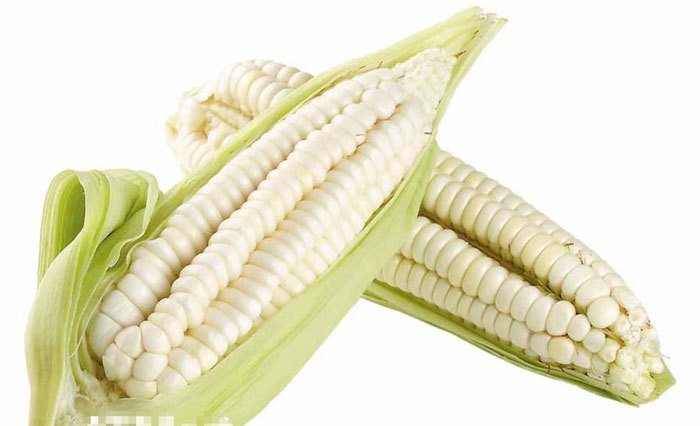 Số phận ngô nếp Nhật và ngô nếp Việt