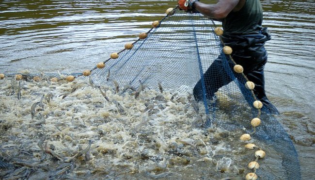 Tôm giống chưa được kiểm dịch – Nỗi lo của các hộ dân