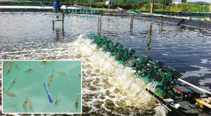 Cách tăng độ kiềm hiệu quả trong ao nuôi tôm nói riêng, thủy sản nói chung