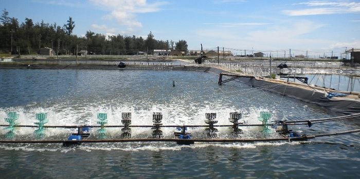 Giải pháp cung cấp lượng oxy hòa tan vừa đủ trong việc nuôi tôm thẻ chân trắng