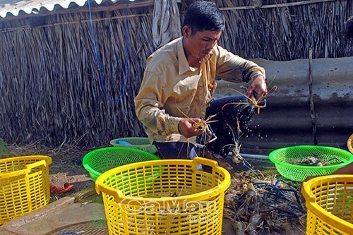 Tôm càng xanh đang vào mùa vụ thu hoạch