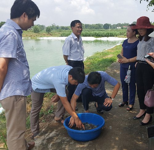 Nuôi tôm càng xanh đã có hướng đi mới