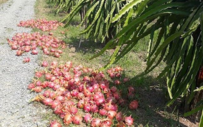 Nguyên nhân nào khiến số phận thanh long Bình Thuận thê thảm?