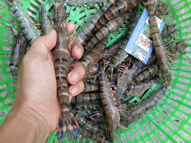 Gia tăng cạnh tranh thông qua việc nuôi tôm sú