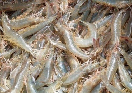Tạo cú hích cho lĩnh vực nuôi tôm giống bố mẹ