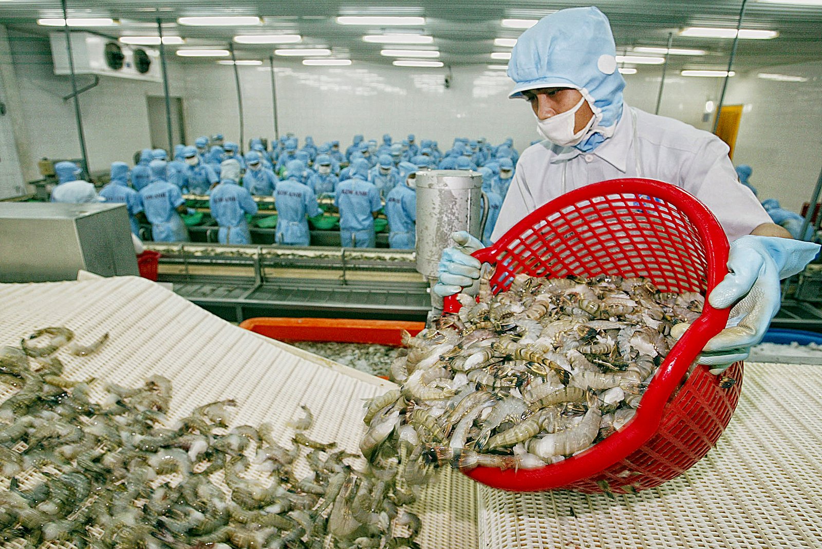 Thị trường xuất khẩu tôm của Việt Nam đang dần phục hồi