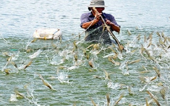 Tăng cường việc nuôi tôm ở vùng nước lợ vào những tháng cuối năm