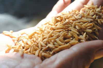 Dùng dằng lúa giống giữa hợp tác xã và nông dân, trách nhiệm thuộc về ai?