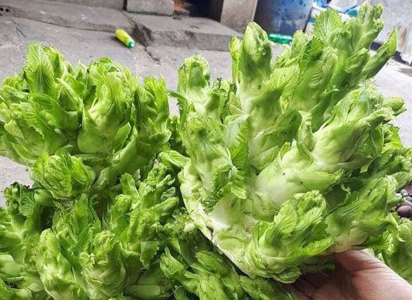Mầm đá – Đặc sản rau đắt ngang thịt được giới nhà giàu Hà Nội ưa chuộng