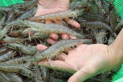 Tôm thẻ chân trắng có nhiều cơ hội về xuất khẩu sang thị trường EU