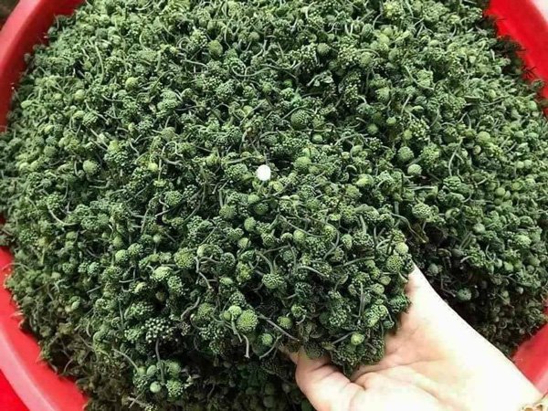 Có gì đặc biệt ở nụ hoa vùng cao mà giới nhà giàu chi tiền triệu đặt mua