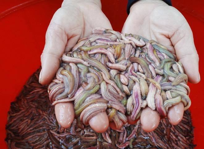 Mỗi năm một mùa đặc sản: Người hào hứng, kẻ kinh hãi khiếp sợ