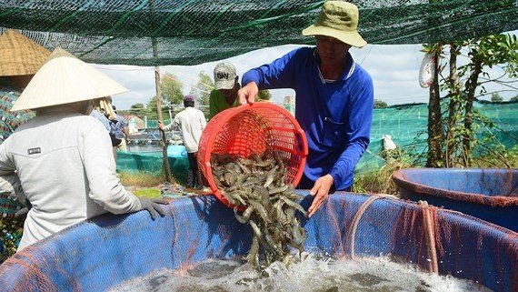 Ngành tôm đang có triển vọng mới
