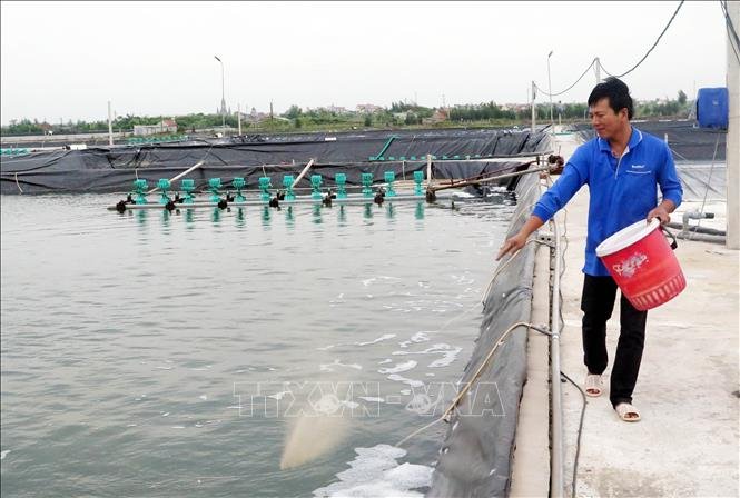 Nuôi tôm công nghiệp theo hướng tập trung, hướng đi mới cho những người nuôi tôm