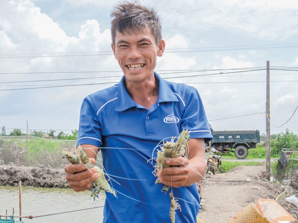 Xuất khẩu tôm nguyên liệu phục hồi nhưng cần thận trọng
