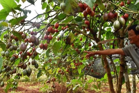 Nông dân khốn đốn với cà chua lạ, từng tâng bốc giá triệu đồng một cân
