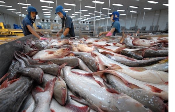 Cần cẩn trọng với tăng trưởng nóng xuất khẩu cá tra sang Trung Quốc
