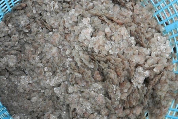 Thương lái thu gom vảy cá khắp chợ An Giang cho mục đích gì