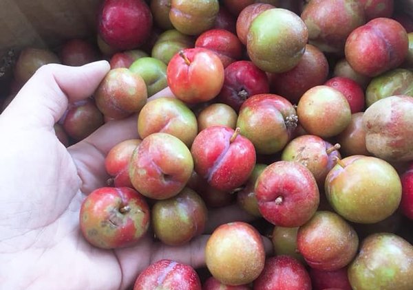 Thèm của lạ, người thành phố chịu chi với giá mận đắt hơn thịt