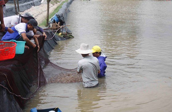 Người nuôi tôm ở Quảng ngãi trắng tay sau một trận lũ