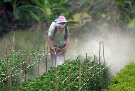 Tồn dư thuốc bảo vệ thực vật tại Việt Nam nằm trong top cảnh báo