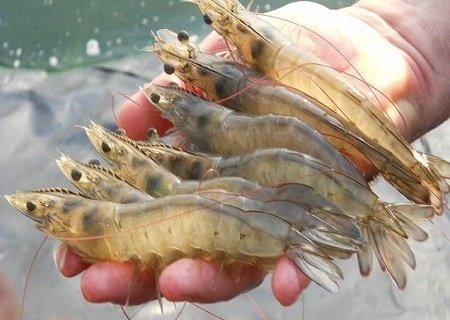 Mỹ tiêu thụ tới hơn 80% lượng tôm thẻ chân trắng của nước ta